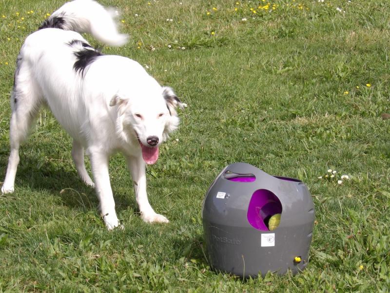 Lanceur de balle automatique PetSafe