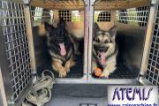 03-Caisse  chien 2 compartiments assembls