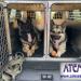 03-Caisse  chien 2 compartiments assembls 